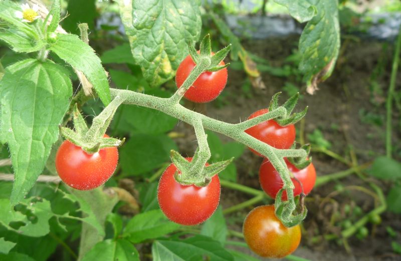 自然栽培のトマト